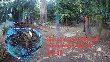 tập.1 cắm câu cá lóc tại cánh đồng biên giới CAMPUCHIA/Thanh an miền tây