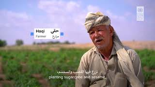 Yemeni traditional farming techniques