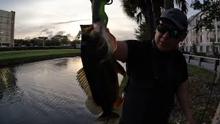 BFS fishing Florida canals for the first time!