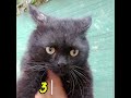 1 Day: Scared Cat 😿 | 1 Week: Friendly 😺 | 3 Years: House Owner 👑🐱