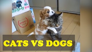 Funny Cat & Dog Vines compilation 2020 - Funny Cats vs Dogs - Try Not To Laugh. by Cat Of The Day 15 views 3 years ago 9 minutes, 56 seconds