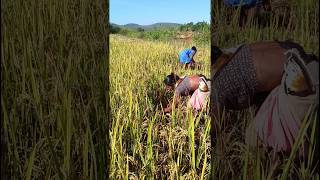 paddy Agriculture shorts | khursi paddycultivation