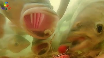 Câu cá ao nhà - đặt camera quan sát bọn mồm rộng ăn mồi