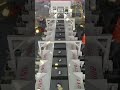 High-Speed Sorting Line in Action (Real Footage)