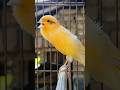 Best Canary Singing For Training Bird Sound Birds Animals Canary Funnyanimals Best Canary Singing For Training Bird Sound Birds Animals Canary Funnyanimals