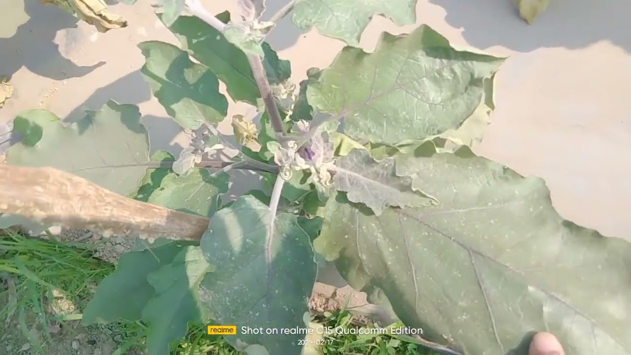 ইউনাইটেড সীডের তাল বেগুন চাষ করে লাখ টাকা লস।  #Boycott_Unitedseeds