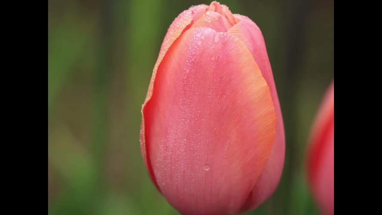 Wicked Tulips Preston CT Photos of Friday May 13th morning with