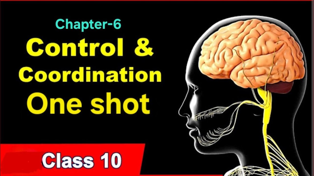 Ch-6 | Control And Coordination | Science class 10 Ncert | - YouTube