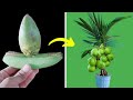 Creative idea grow coconut tree with banana 100 root   coconuts on small trees