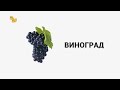 Развивающие мультики. Карточки Домана. Еда и напитки. №21-30. Наша Понимаша. www.nashaponimasha.top