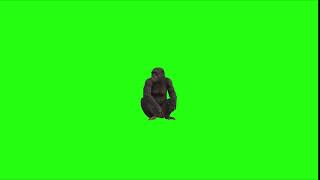 Monkey Spin Greenscreen 1