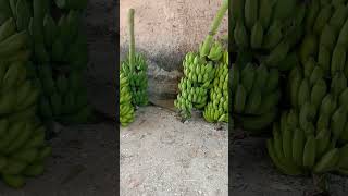 Pisang Susu #Shorts