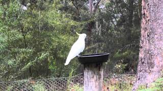 Cockatoo Maloneys Beach