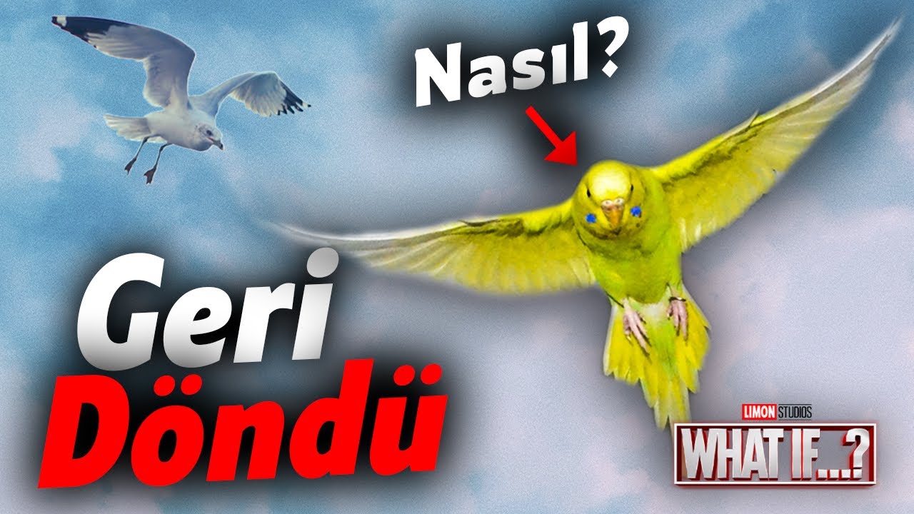 Limon ile Eve Dönüş - What If (Limon Studios)