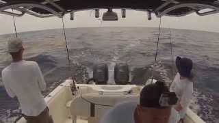 Offshore Fishing Florida Keys Lots of Dolphin Fish (Mahi Mahi)