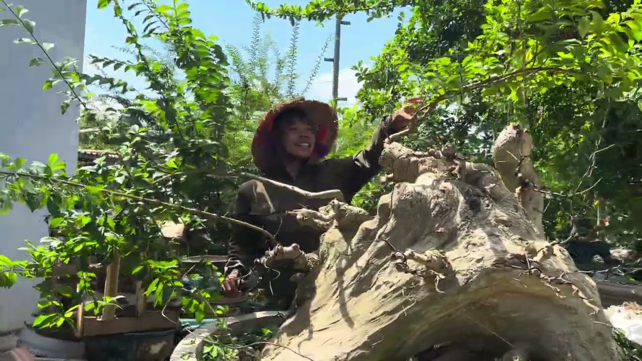 Thay chậu cho Duối ưng quá