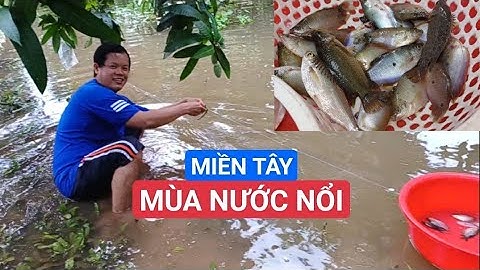 Ký ức mùa nước nổi miền Tây | Kéo lưới cá đồng mùa nước nổi | Sen hồng TV
