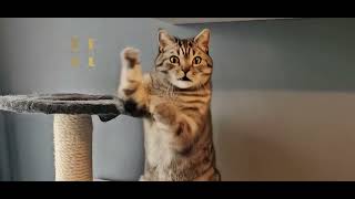 Monty - Die Tanzkatze - Animierte & vertonte Fotos - #ai  Video by hyplexx