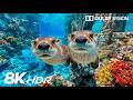 Peaceful Underwater Creatures in 8K HDR | Dolby Vision™
