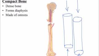 5.   Compact vs  Spongy Bone