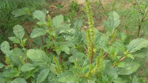 how to identify Smooth amaranth