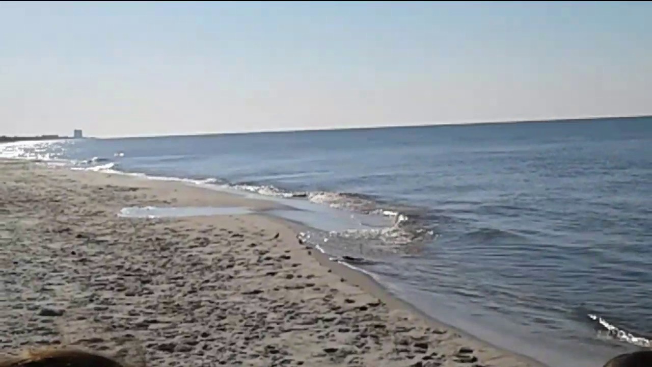 rare alligator on gulf shores beach youtube