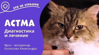 Это не страшно. Астма у кошек и как с этим жить.