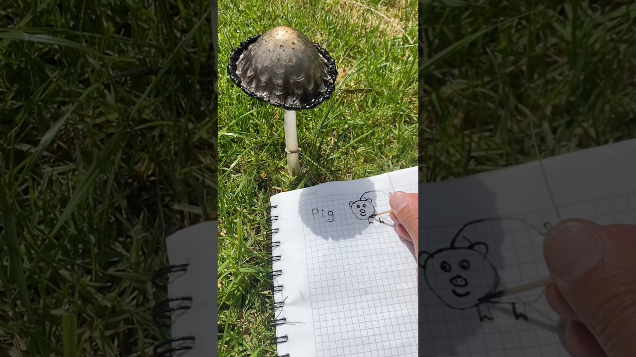 Shaggy ink mushroom -drawing 