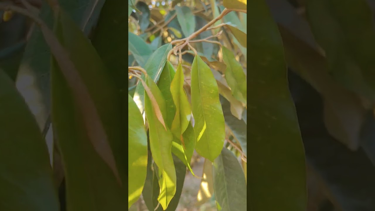 น๊อคหนาว อ่อนแอศัตรูพืชเข้าทำลาย ใบเหลืองลาย ไหม้ แหว่งเป็นรู เป็นก้านธูป ไม่ได้ขาดแร่ธาตุสารอาหาร