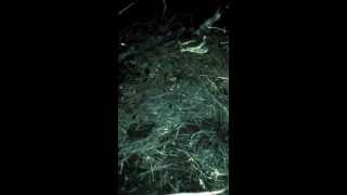 Groundhog snare trap