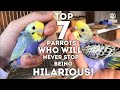 Parrots  Being Hilarious! Funny Compilation of Parrots Talking, Singing and Dancing