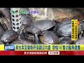 飼養逾500隻柴棺龜　飼主憂160隻幼龜無處養、盼縣府接手