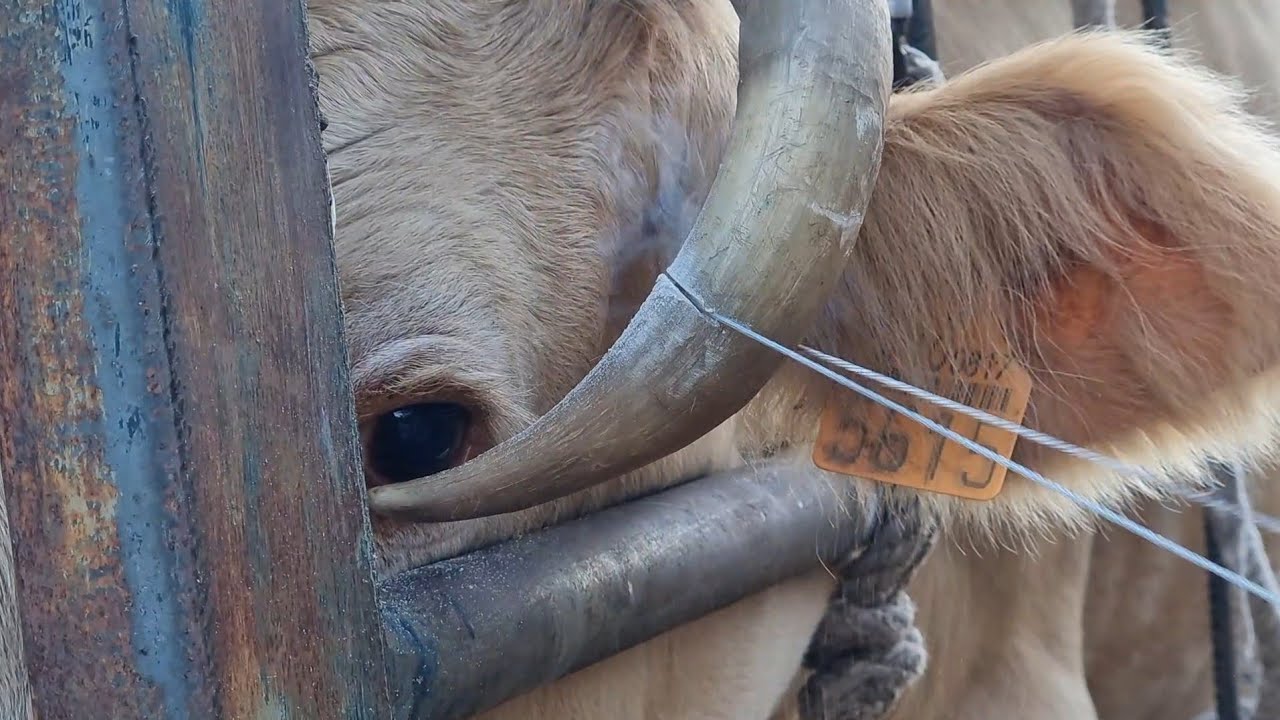 We cut off the cow's horn so it wouldn't poke her in the eye