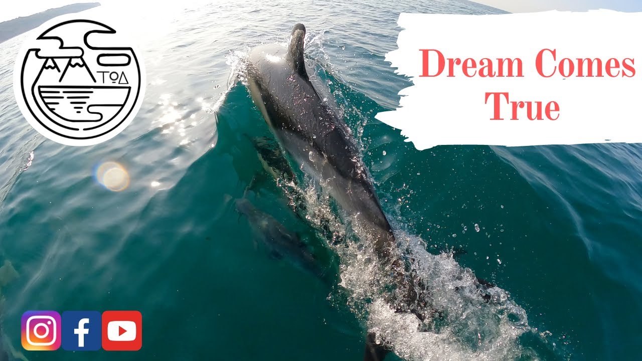 Dolphins surround our Paddle Boards while we were paddleboarding in Torquay, Devon.
