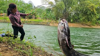 Traditional fishing technique - The girl caught a large school of tilapia using a bamboo fishing rod