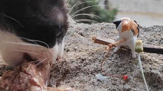 Little cute stray cat got a meal. #cat #cats #relaxing