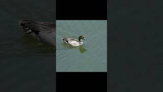 Falcated Duck (male) (& Eurasian Coot) #birds #japan #tokyo