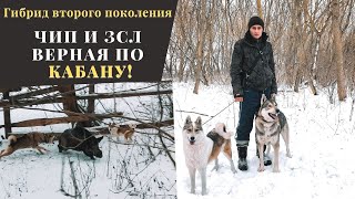 Гибрид второго поколения "Чип" и ЗСЛ "Верная" по кабану!