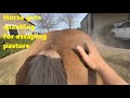 Horses Master Escape Artist - Especially When They Find An Open Gate - Rabbit Breakfast