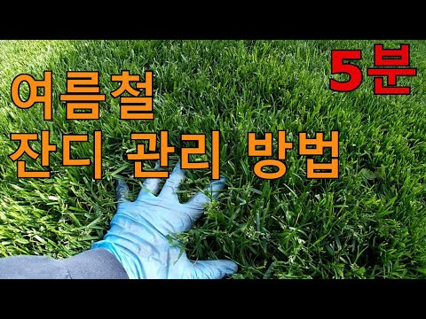 늦봄 & 여름철 잔디 관리방법.