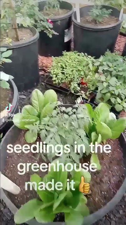 Did the American bresse chicks ,seedlings and baby bunnies survive the