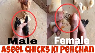 Aseel Chicks Ki PehchanCh │  Aseel Chicks Feed  │ Aseel Chicks Growth Day By Day.