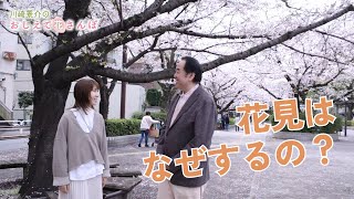 なぜ花見をするのか？｜川崎景介と楽しく学ぶ「おしえて花さんぽ」サクラ編