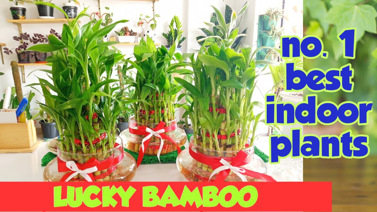Top 1 Lucky Plant LUCKY BAMBOO Benefits And Amazing Ideas To Decorate Top 1 Lucky Plant LUCKY BAMBOO Benefits And Amazing Ideas To Decorate