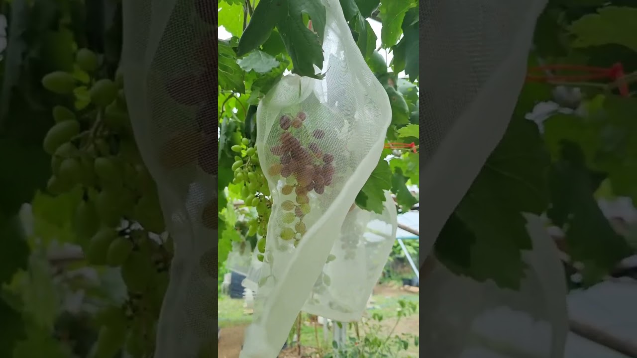 แนะนำสายพันธุ์องุ่นที่ติดลูกง่าย #สายพันธุ์แรมโบ    🍇🍇แค่ตัดยอดเครน ยอดที่แตกมาใหม่ก็มีช่อดอกแล้วจ้า