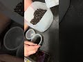 Growing redbud trees from seed. Two different seed starting methods. #Canadiangrown #treeseeds