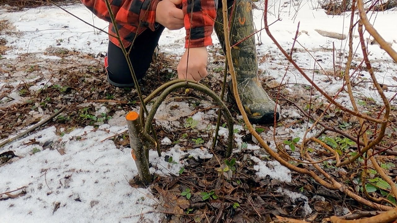 3 More Rabbit Snaring Spring Pole Triggers, One We Often Used ...