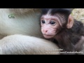 Life of monkeys Ep150, Newborn baby monkey 20-02-2017, baby monkey newbo...