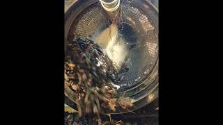 Celebrity Gold Trommel Startup & Setup Net Worth