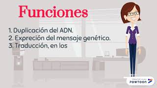 Las 4 Biomoléculas Orgánicas Las 4 Biomoléculas Orgánicas